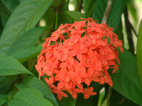 Ixora